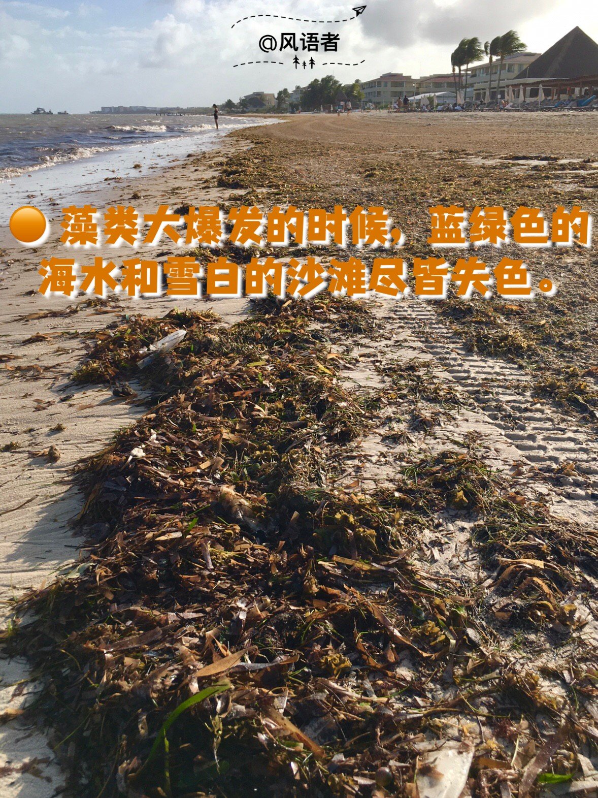 5 cancun experiences sargassum seaweed