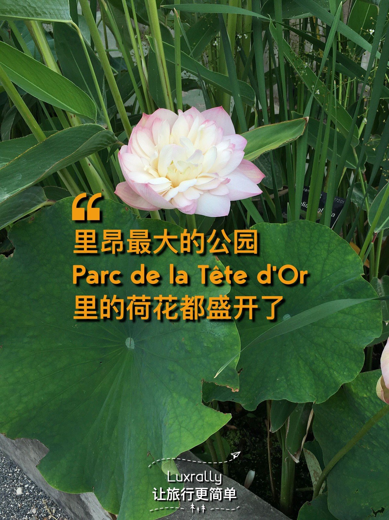 8 lotus flowers in lyon s largest park are in full bloom