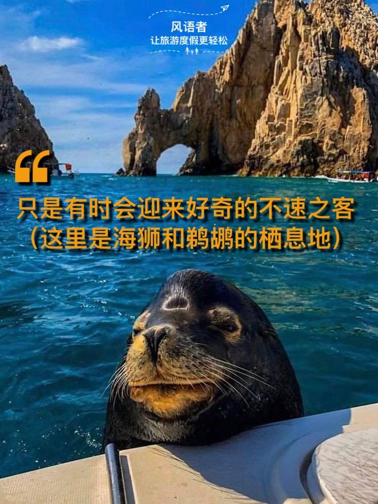 9 uninvited guests of sea lions and pelicans